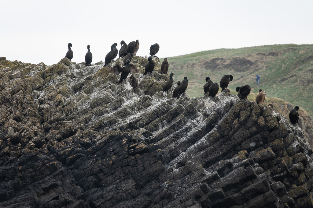 Cormorants on Staffa