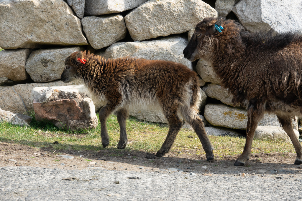 Wild sheep on St Kida