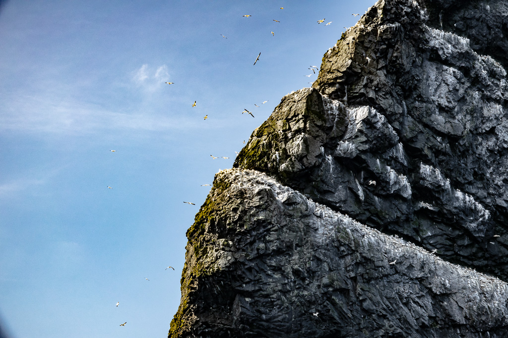 Rocky islands with large colony of sea birds