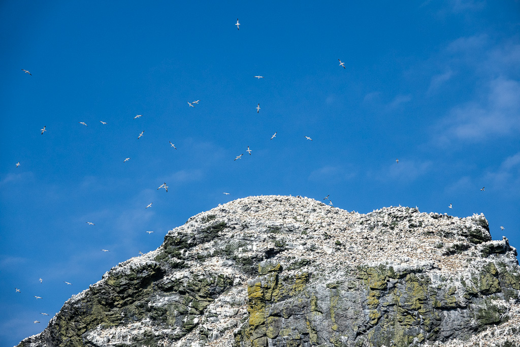 Rocky islands with large colony of sea birds