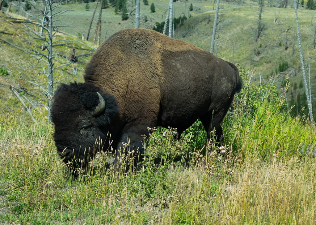 Yellowstone Bison