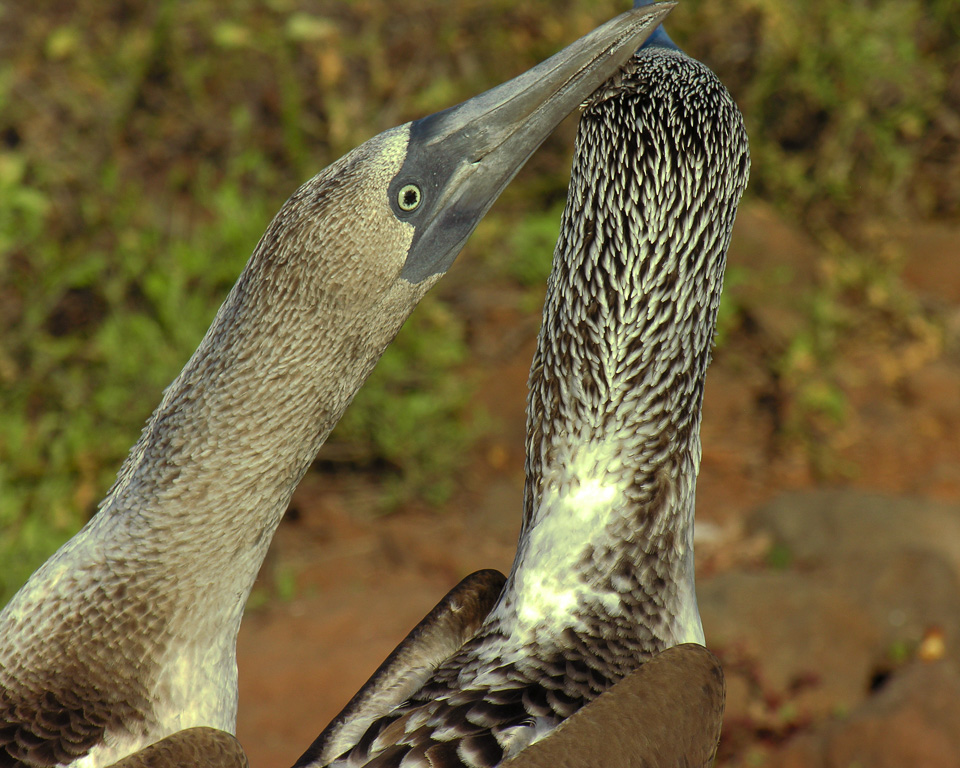 Galapagos 2009