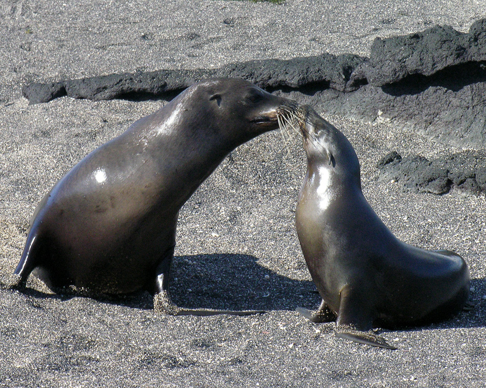 Galapagos 2009