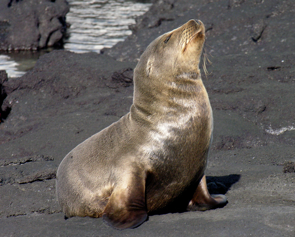 Galapagos 2009