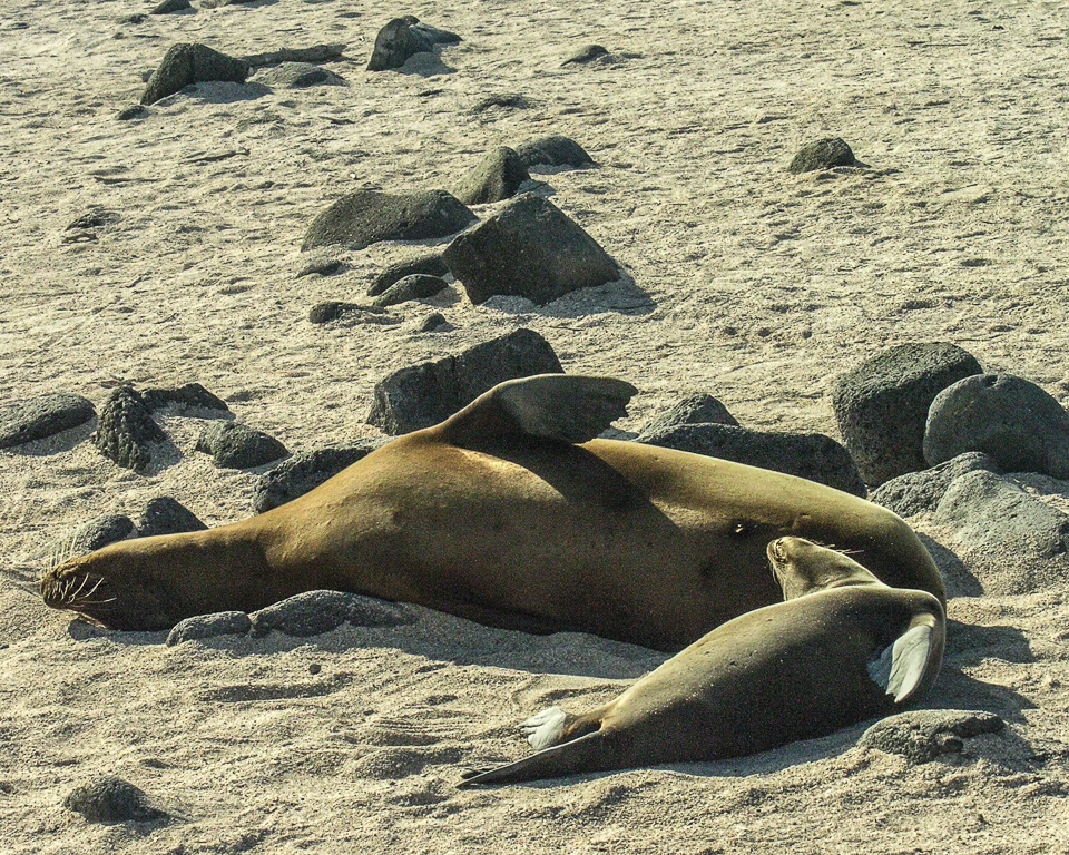 Galapagos 2009