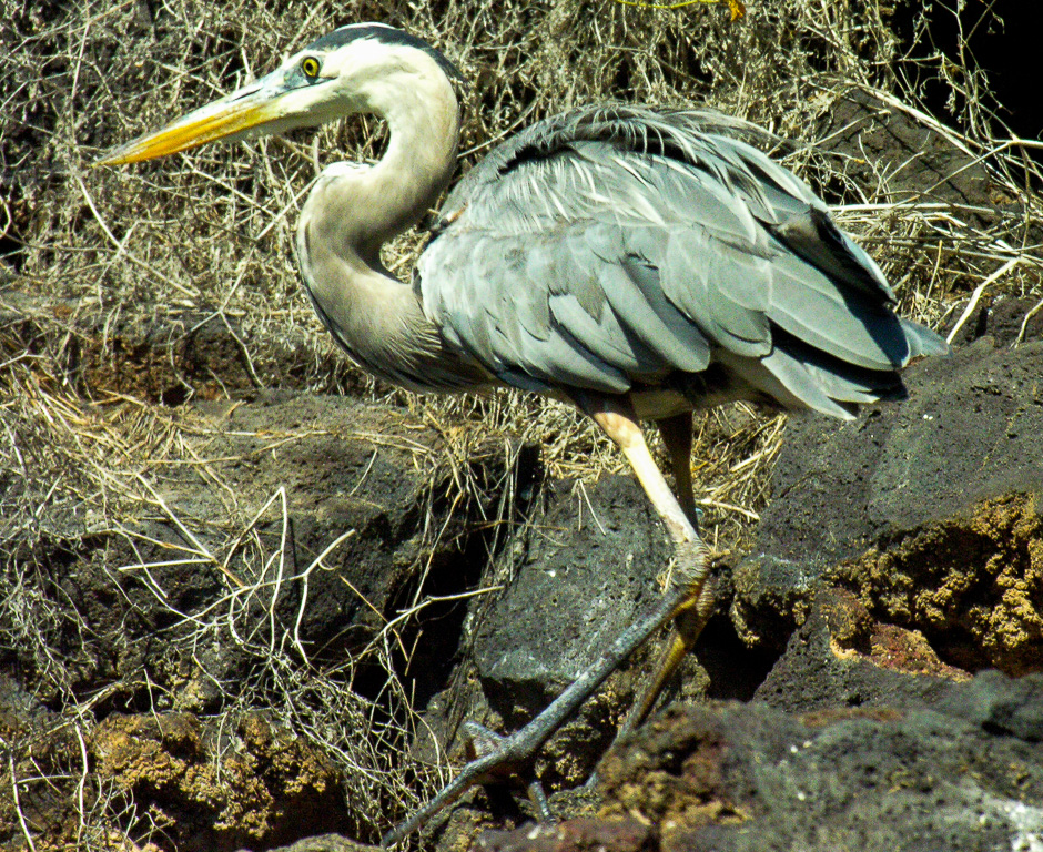 Galapagos 2009