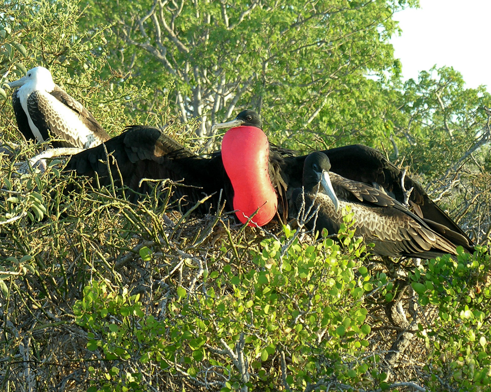 Galapagos 2009