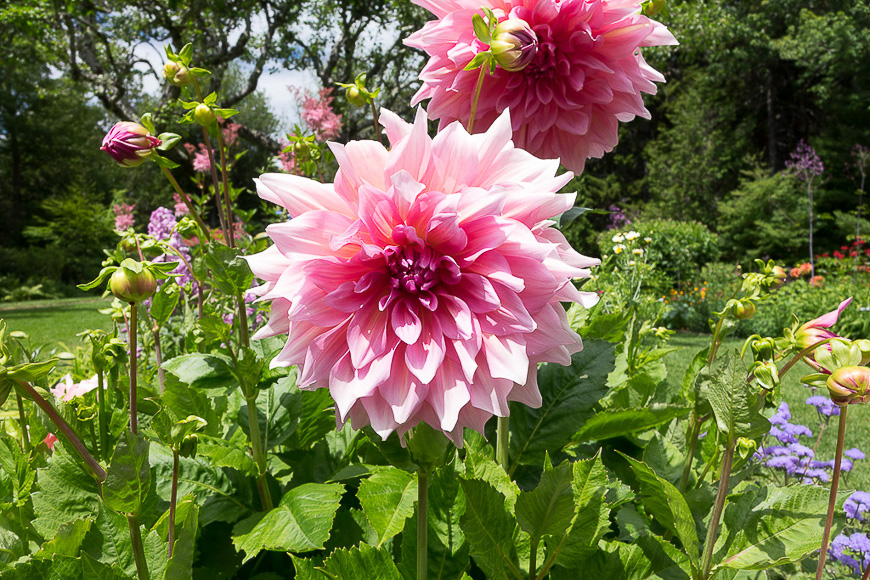 Thuya Gardens, Northeast Harbor Maine