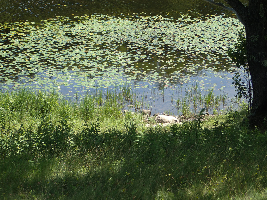 Little Long Pond